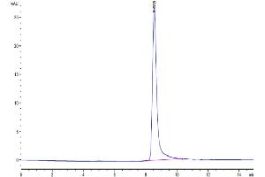 Size-exclusion chromatography-High Pressure Liquid Chromatography (SEC-HPLC) image for Interleukin 12 (IL12) (AA 23-215) protein (His tag) (ABIN7274908)