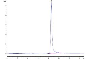 The purity of Mouse IL-12 is greater than 95 % as determined by SEC-HPLC. (IL12 Protein (AA 23-215) (His tag))