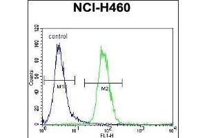 FX4L1 Antibody (N-term) (ABIN655284 and ABIN2844875) flow cytometric analysis of NCI- cells (right histogram) compared to a negative control cell (left histogram). (FOXD4L1 抗体  (N-Term))
