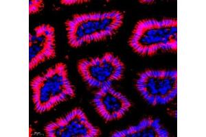 Immunofluorescence of paraffin embedded mouse small intestine using Annexin-A4 (ABIN7073066) at dilution of 1: 1800 (400x lens) (Annexin IV 抗体)