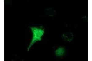 Anti-HAGHL mouse monoclonal antibody (ABIN2454227) immunofluorescent staining of COS7 cells transiently transfected by pCMV6-ENTRY HAGHL (RC200832). (HAGHL 抗体)