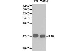 Western Blotting (WB) image for anti-Interleukin 10 (IL10) antibody (ABIN1873184)