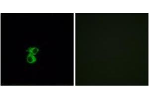 Immunofluorescence (IF) image for anti-Olfactory Receptor, Family 6, Subfamily B, Member 2 (OR6B2) (AA 261-310) antibody (ABIN1536065)