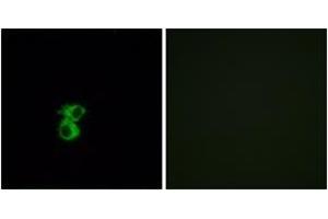 Immunofluorescence analysis of MCF7 cells, using OR6B2 Antibody. (OR6B2 抗体  (AA 261-310))