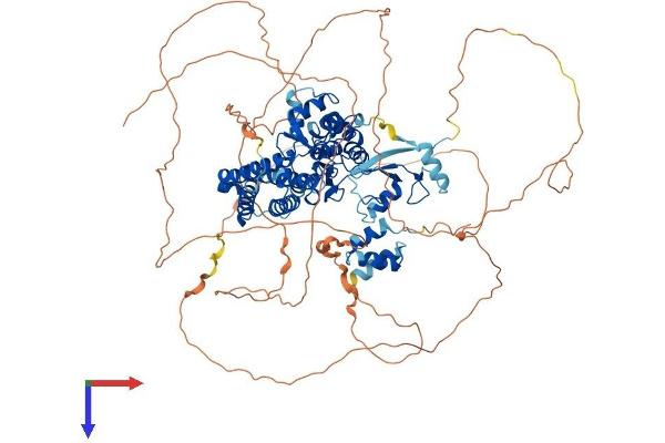 CBL Protein (AA 1-913) (His tag)