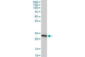Western Blotting (WB) image for anti-Related RAS Viral (R-Ras) Oncogene Homolog 2 (RRAS2) (AA 1-204) antibody (ABIN564936)