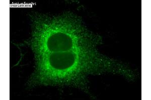 Immunofluorescence (IF) image for anti-mScarlet antibody (ABIN7273089) (mScarlet 抗体)
