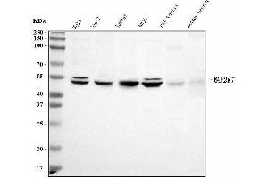 Western blot analysis of MEK7/MAP2K7 using anti-MEK7/MAP2K7 antibody (ABIN3043875). (MAP2K7 抗体  (N-Term))
