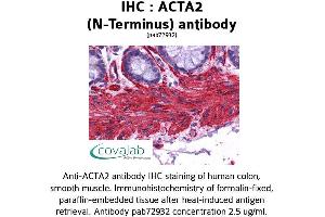 Image no. 2 for anti-Actin, alpha 2, Smooth Muscle, Aorta (ACTA2) (N-Term) antibody (ABIN1731470) (Smooth Muscle Actin 抗体  (N-Term))