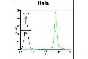 Flow cytometric analysis of Hela cells (right histogram) compared to a negative control cell (left histogram). (EMG1 抗体  (AA 104-133))