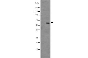 Western blot analysis of DYRK4 expression in NCI-H292 cell line lysates ;developed using the ECL technique,The lane on the left is treated with the antigen-specific peptide. (DYRK4 抗体  (C-Term))