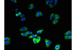 Immunofluorescent analysis of HepG2 cells using ABIN7151138 at dilution of 1:100 and Alexa Fluor 488-congugated AffiniPure Goat Anti-Rabbit IgG(H+L) (RNF128 抗体  (AA 229-400))