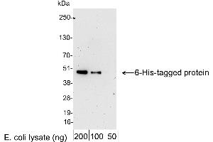 Western Blotting (WB) image for anti-His Tag antibody (HRP) (ABIN7449525)