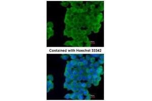 ICC/IF Image Immunofluorescence analysis of paraformaldehyde-fixed mouse ESC D3, using LXN, antibody at 1:200 dilution. (Latexin 抗体)
