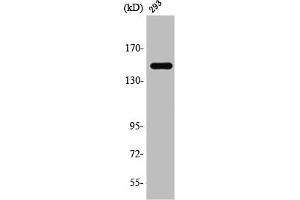 Western Blot analysis of 293 cells using TAB182 Polyclonal Antibody (TNKS1BP1 抗体  (C-Term))