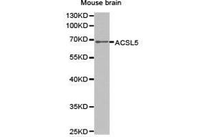 Western Blotting (WB) image for anti-Acyl-CoA Synthetase Long-Chain Family Member 5 (ACSL5) antibody (ABIN1870777) (ACSL5 抗体)