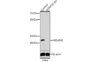 Western blot analysis of extracts from normal (control) and NDUFA5 knockout (KO) HeLa cells using NDUFA5 Polyclonal Antibody at dilution of 1:1000. (NDUFA5 抗体)