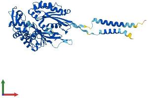 AlphaFold protein structure predicition of Human Recombinant ENTPD2 Protein, UniprotID Q9Y5L3