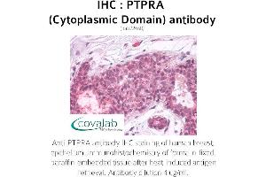 Image no. 1 for anti-Protein tyrosine Phosphatase, Receptor Type, A (PTPRA) antibody (ABIN1738604) (PTPRA 抗体)