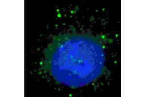 Fluorescent image of  cells stained with BARON (N-term) antibody. (Rubicon 抗体  (N-Term))