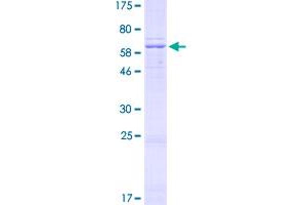 NDUFA9 Protein (AA 1-377) (GST tag)