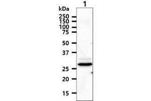 The cell lysate (40ug) were resolved by SDS-PAGE, transferred to PVDF membrane and probed with anti-human HTATIP2 antibody (1:1000). (HIV-1 Tat Interactive Protein 2, 30kDa (HTATIP2) (AA 1-242) 抗体)