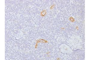 Formalin-fixed, paraffin-embedded human Tonsil stained with Connexin 32 Monoclonal Antibody (GJB1/1753) (GJB1 抗体)