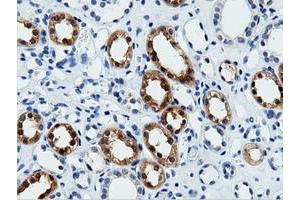 Immunohistochemical staining of paraffin-embedded Human Kidney tissue using anti-VWA5A mouse monoclonal antibody. (VWA5A 抗体)