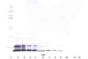 Image no. 3 for anti-RELM alpha antibody (ABIN465191) (RELM alpha 抗体)
