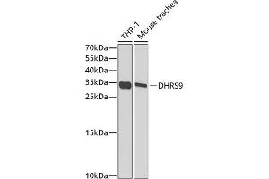 Western blot analysis of extracts of various cell lines, using DHRS9 antibody (ABIN6130324, ABIN6139603, ABIN6139604 and ABIN6221932) at 1:1000 dilution. (DHRS9 抗体  (AA 18-319))
