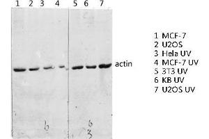 Western Blot (WB) analysis of specific lysis using Actin Polyclonal Antibody. (Actin 抗体  (C-Term))