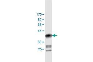 Western Blot detection against Immunogen (37. (DIAPH1 抗体  (AA 921-1024))
