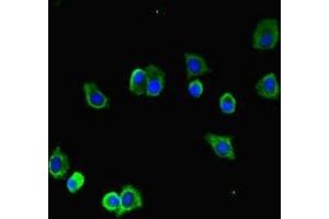 Immunofluorescent analysis of HepG2 cells using ABIN7173655 at dilution of 1:100 and Alexa Fluor 488-congugated AffiniPure Goat Anti-Rabbit IgG(H+L) (TUBA1B 抗体  (AA 29-310))