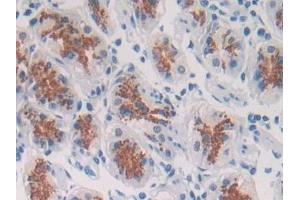 Detection of SPON2 in Human Stomach Tissue using Polyclonal Antibody to Spondin 2 (SPON2) (SPON2 抗体  (AA 119-331))
