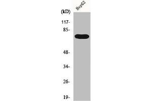 Western Blot analysis of HepG2 cells using FASTKD3 Polyclonal Antibody