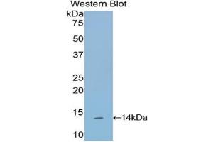 Western Blotting (WB) image for anti-Sema Domain, Immunoglobulin Domain (Ig), Short Basic Domain, Secreted, (Semaphorin) 3A (SEMA3A) (AA 580-664) antibody (ABIN7430102)