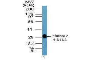 Image no. 1 for anti-Hemagglutinin antibody (Influenza A Virus H1N1 (A/Swine/Iowa/15/1930 H1N1)) (AA 205-220) (ABIN960232) (Hemagglutinin 抗体  (AA 205-220))