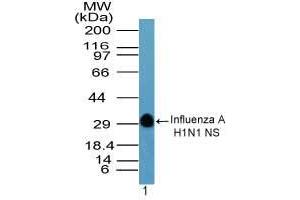 Image no. 1 for anti-Hemagglutinin antibody (Influenza A Virus H1N1 (A/Swine/Iowa/15/1930 H1N1)) (AA 205-220) (ABIN960232)