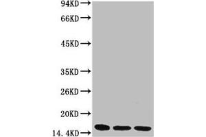 Western blot analysis of 1) Hela, 2) Raw264. (Di-Methyl-Histone H3(K36) (H3K36me2) 抗体)