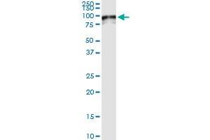 Immunoprecipitation of SOX13 transfected lysate using anti-SOX13 MaxPab rabbit polyclonal antibody and Protein A Magnetic Bead , and immunoblotted with SOX13 purified MaxPab mouse polyclonal antibody (B01P) . (SOX13 抗体  (AA 1-622))