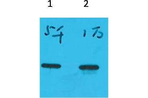 Western Blotting (WB) image for anti-ECFP antibody (ABIN3181526) (ECFP 抗体)