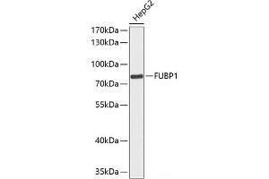 Western blot analysis of extracts of HepG2 cells using FUBP1 Polyclonal Antibody at dilution of 1:1000. (FUBP1 抗体)