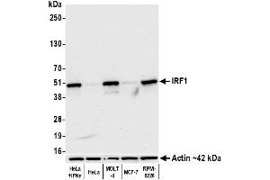 Western Blotting (WB) image for anti-Interferon Regulatory Factor 1 (IRF1) (AA 250-300) antibody (ABIN7454011)