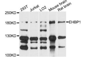 Western blot analysis of extracts of various cell lines, using EHBP1 antibody (ABIN5996375) at 1/1000 dilution. (EHBP1 抗体)
