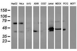 Image no. 2 for anti-Integrin alpha FG-GAP Repeat Containing 2 (ITFG2) antibody (ABIN1498911) (ITFG2 抗体)