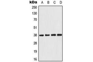 Western blot analysis of AMPK beta 1 expression in HeLa (A), Raw264.