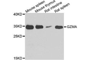 Western blot analysis of extracts of various cell lines, using GZMA antibody. (GZMA 抗体  (AA 29-262))