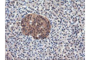 Image no. 2 for anti-Ubiquitin Specific Peptidase 10 (USP10) antibody (ABIN1501689) (USP10 抗体)