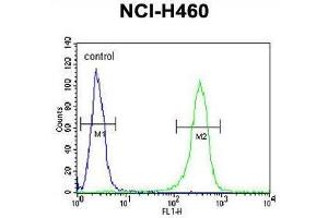 ZN473 Antibody (N-term) flow cytometric analysis of NCI-H460 cells (right histogram) compared to a negative control cell (left histogram). (ZNF473 抗体  (N-Term))