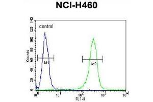 ZN473 Antibody (N-term) flow cytometric analysis of NCI-H460 cells (right histogram) compared to a negative control cell (left histogram).